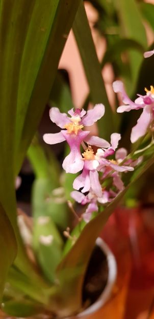 ORHIDEE ONCIDIUM ORNITHORHYNCHUM FARA FLORI (AROMA DE VANILIE) - Orhideele mele 2018