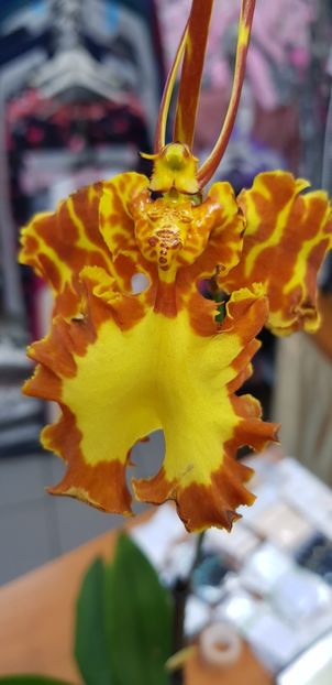Psychopsis Mariposa - Orhideele mele 2018