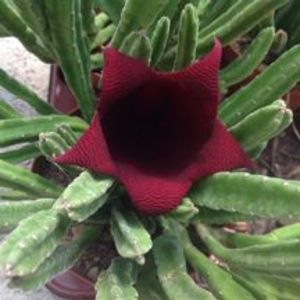  - Stapelia