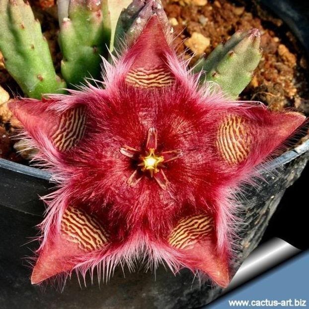  - Stapelia