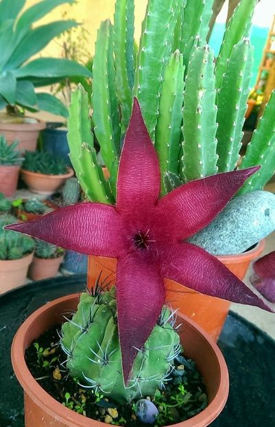  - Stapelia