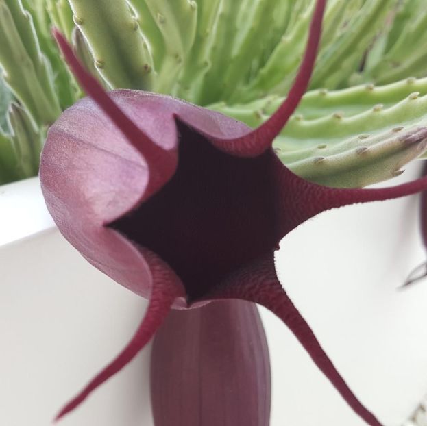  - Stapelia