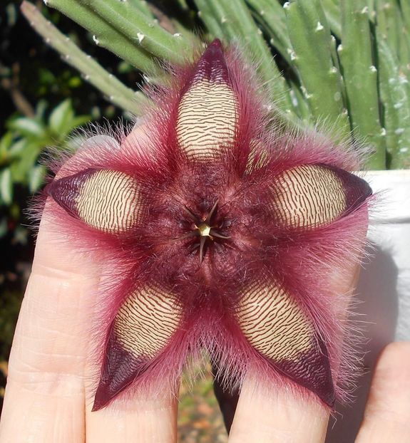  - Stapelia