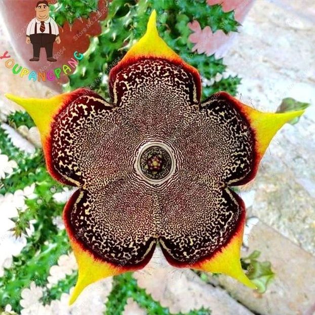  - Stapelia