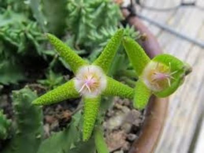  - Stapelia