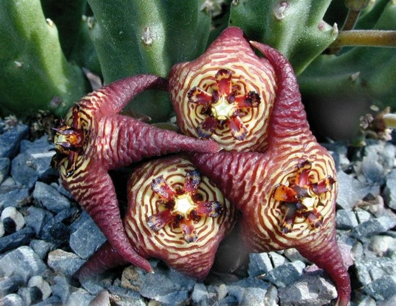  - Stapelia