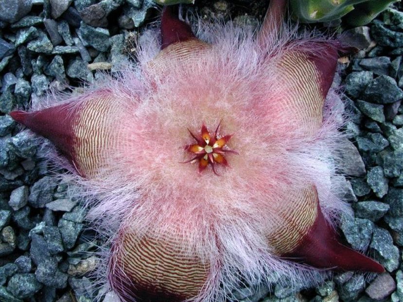  - Stapelia