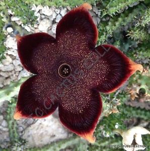  - Stapelia
