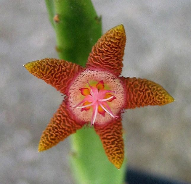  - Stapelia