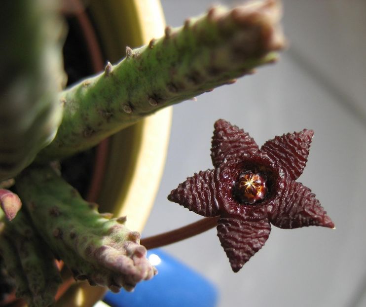  - Stapelia