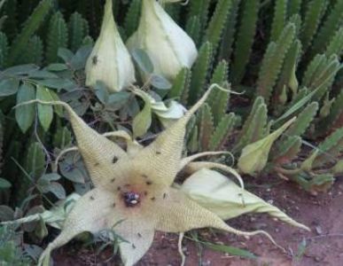  - Stapelia