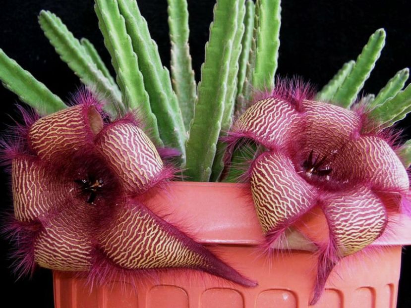  - Stapelia