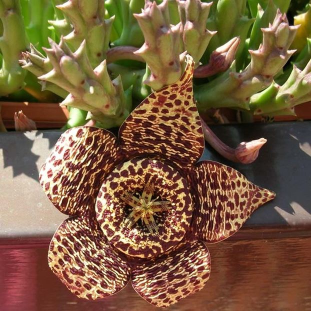  - Stapelia