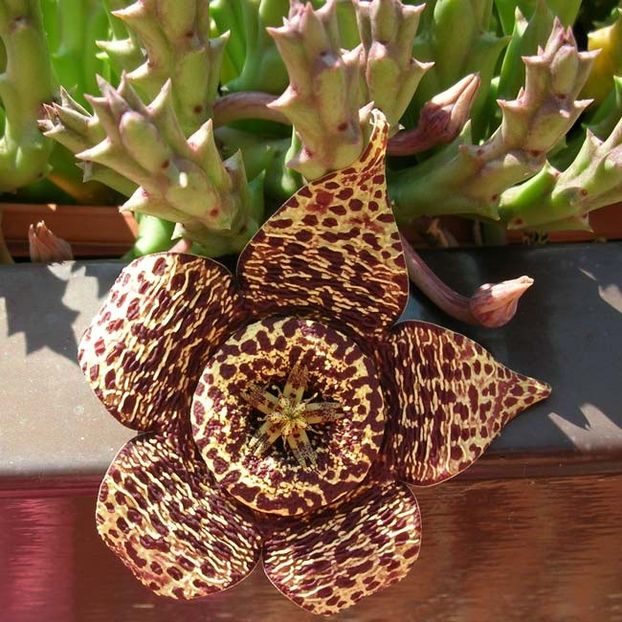  - Stapelia