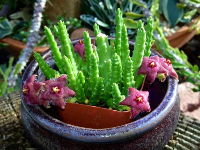  - Stapelia