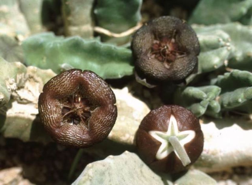  - Stapelia