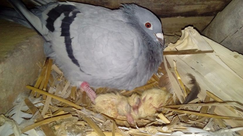  - Pui de porumbei voiajori 2019