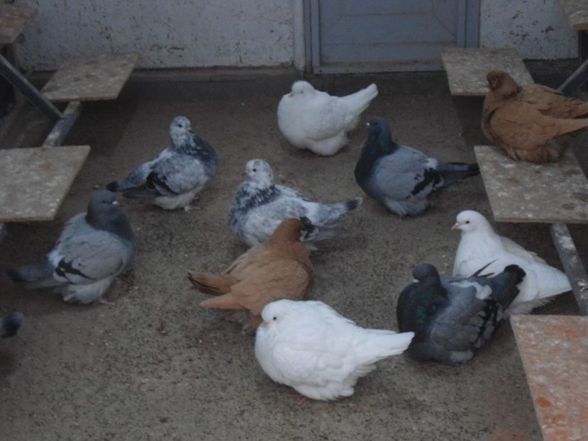  - mondaini francezi 2018 - 2019