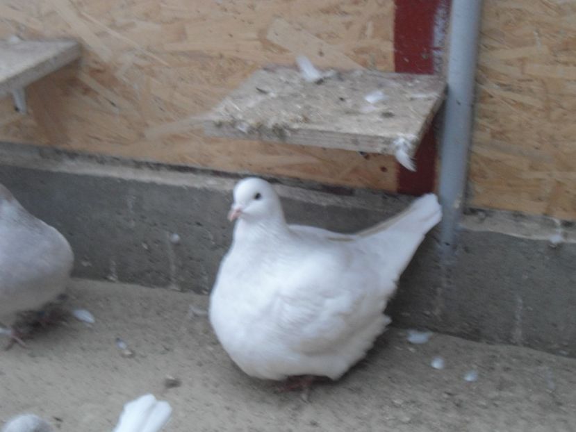  - mondaini francezi 2018 - 2019