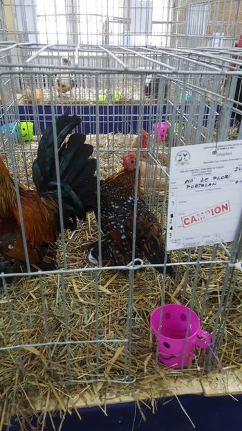 IMG-20181123-WA0007 - Expo Oradea 2018