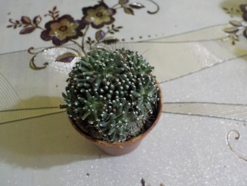  - mammillaria painteri