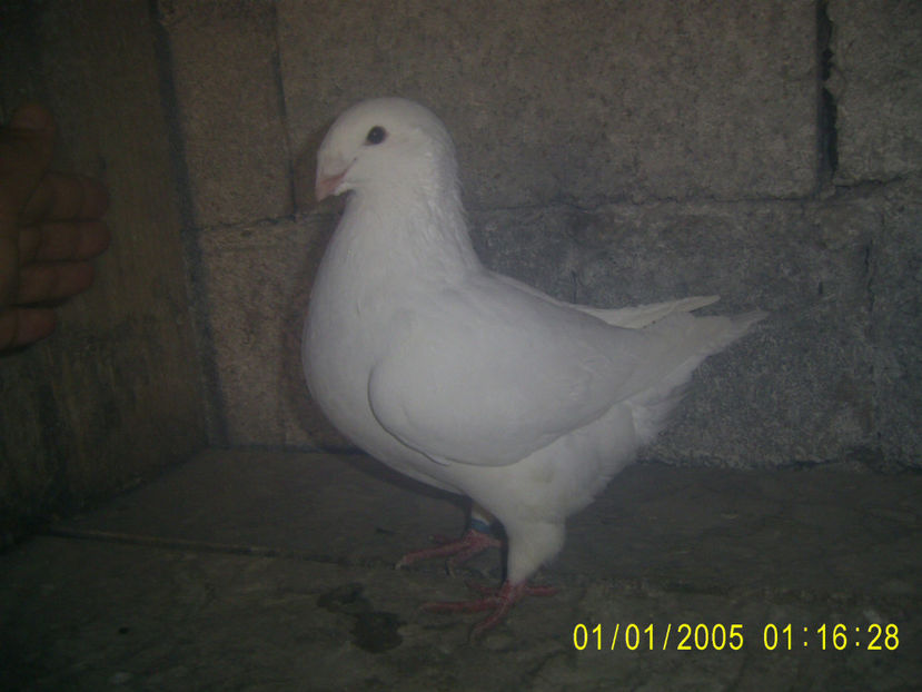 F - 2018 - americani baltati - perechi 2019