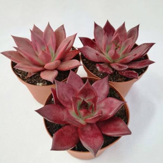 Echeveria agavoides cv taurus - Ecveria