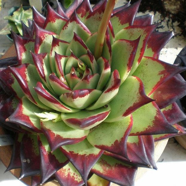 ECHEVERIA agavoides Ebony - Ecveria