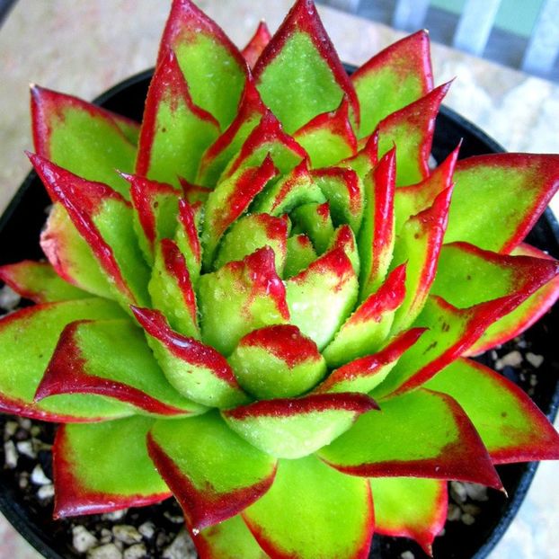 ECHEVERIA agavoides Lipstick - Ecveria