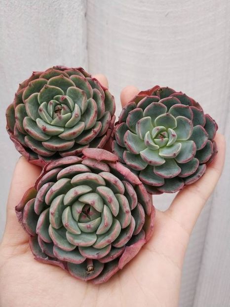 Echeveria Aster burgundy - Ecveria