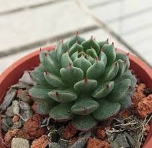 Echeveria Bini Ouhikou - Ecveria