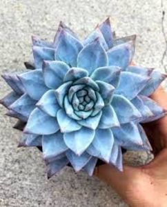 Echeveria Blue Bird - Ecveria