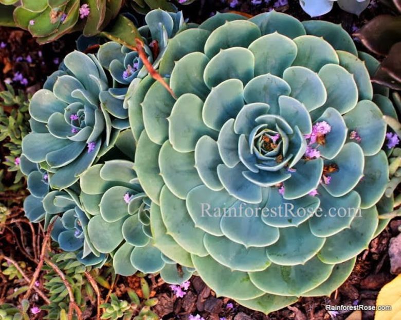 Echeveria Blue Cutting Hens Chicks - Ecveria