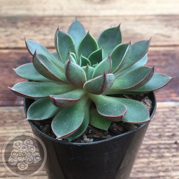 Echeveria Cats Eye - Ecveria
