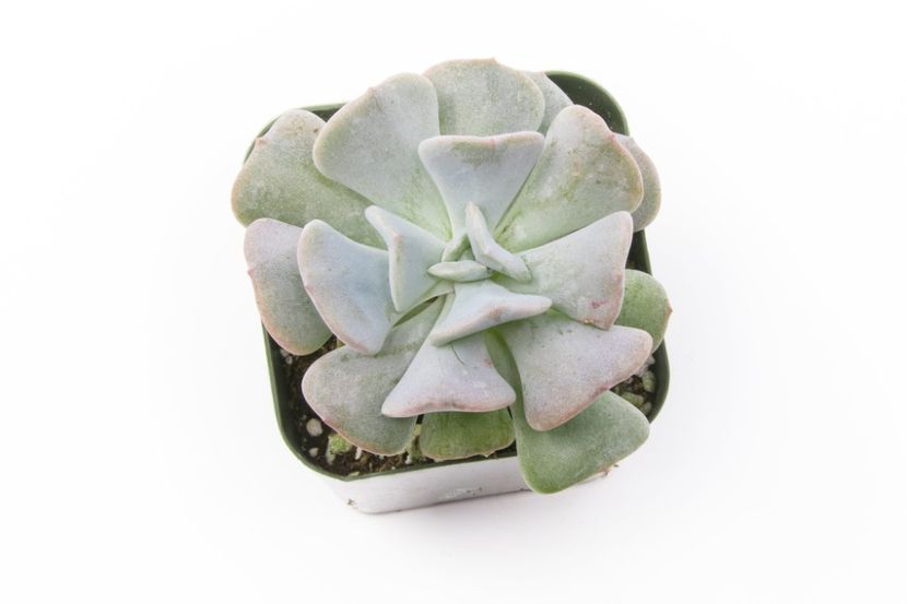 Echeveria Cubic Frost - Ecveria