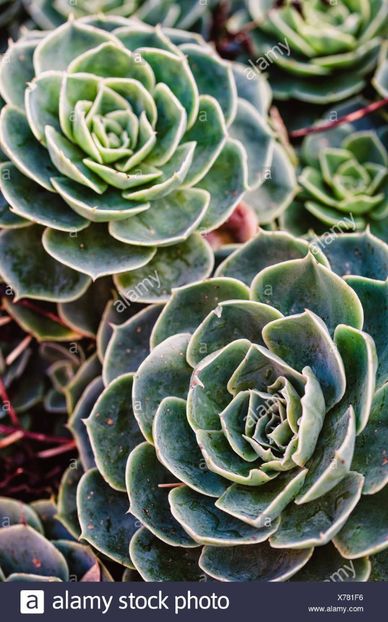 Echeveria derenbergii - Ecveria