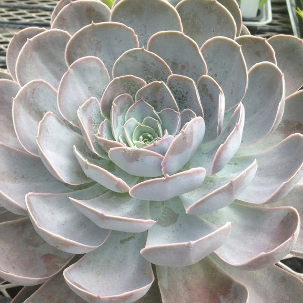 Echeveria Dusty Violet - Ecveria