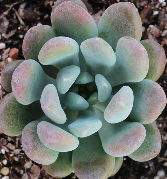 Echeveria elegans Blue - Ecveria