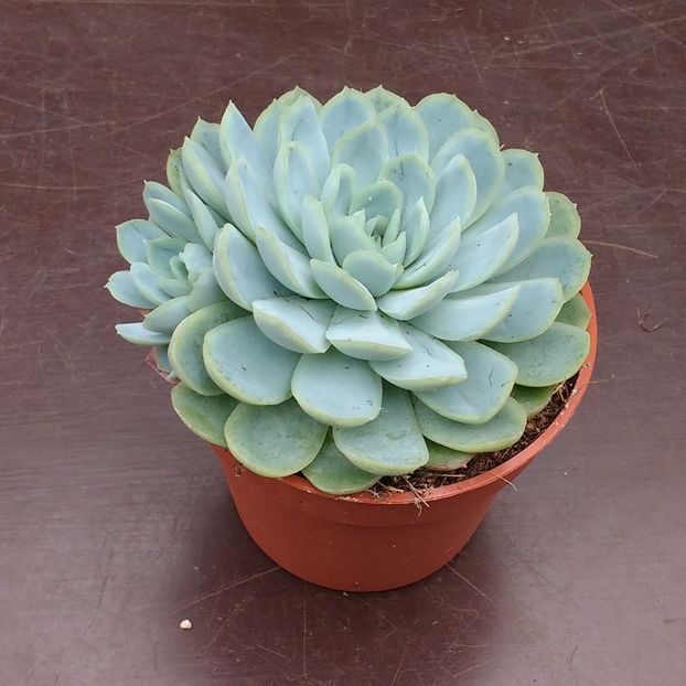 Echeveria elegans - Ecveria
