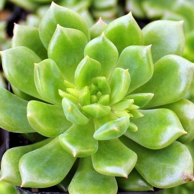 Echeveria Emerald Ripple - Ecveria