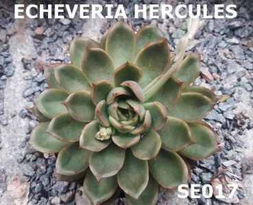 Echeveria Hercules - Ecveria