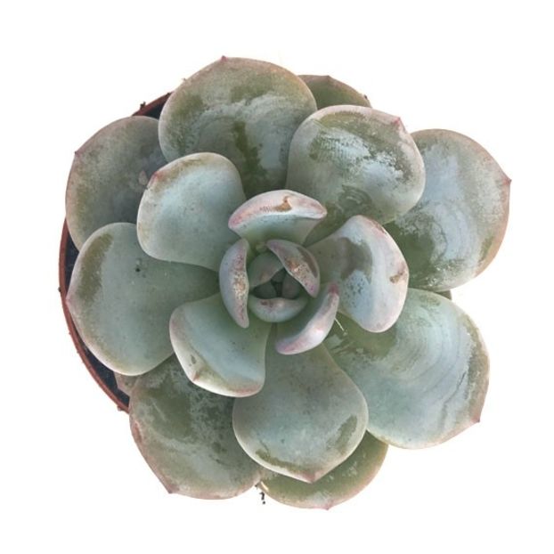 Echeveria laui - Ecveria