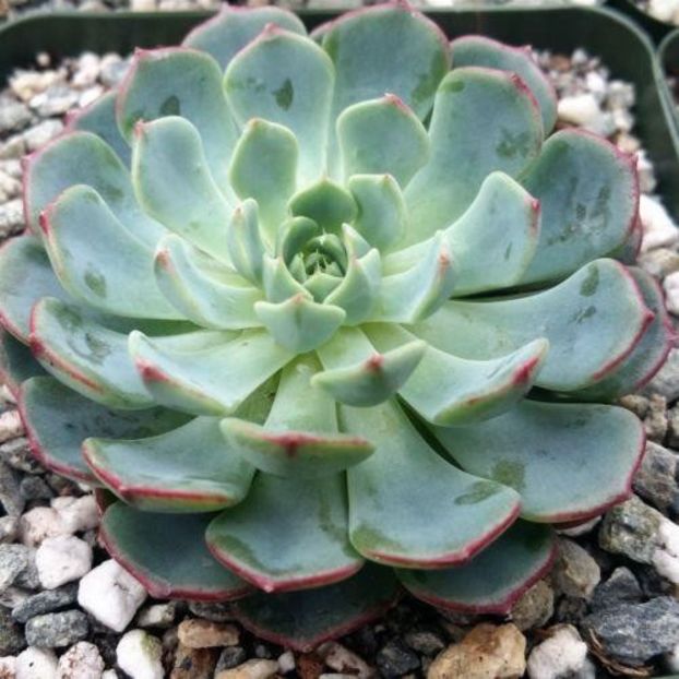 Echeveria minima - Ecveria