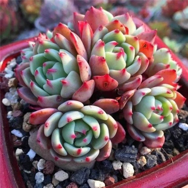 Echeveria Nanahukumini Cluster - Ecveria