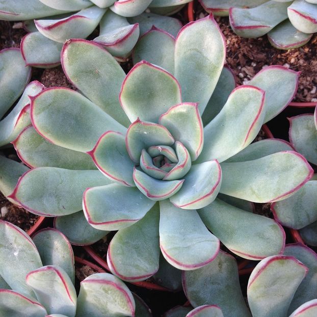 Echeveria pelucida - Ecveria