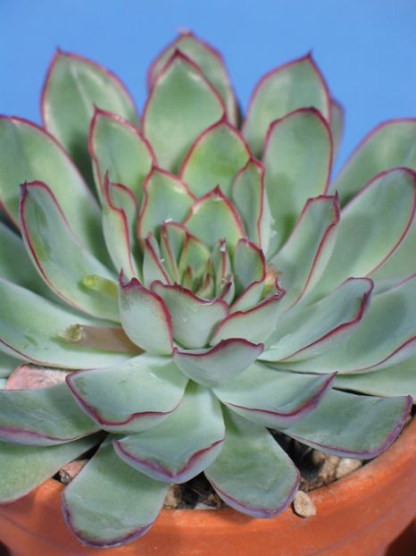 Echeveria pelusida - Ecveria