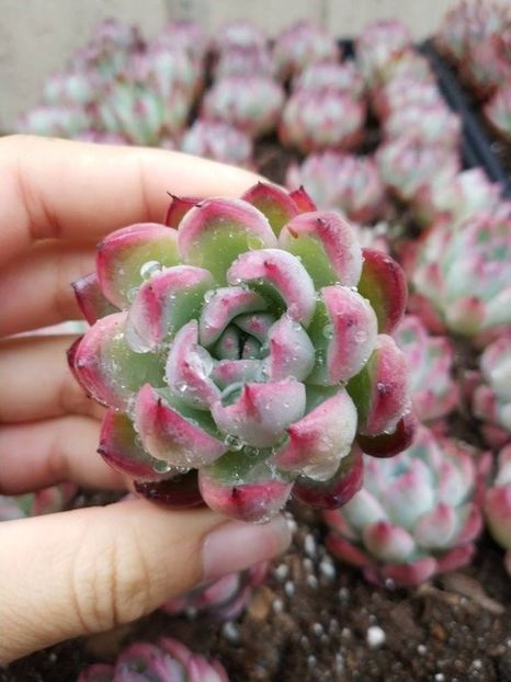 Echeveria Piano - Ecveria