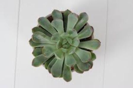 Echeveria Pink Edge - Ecveria