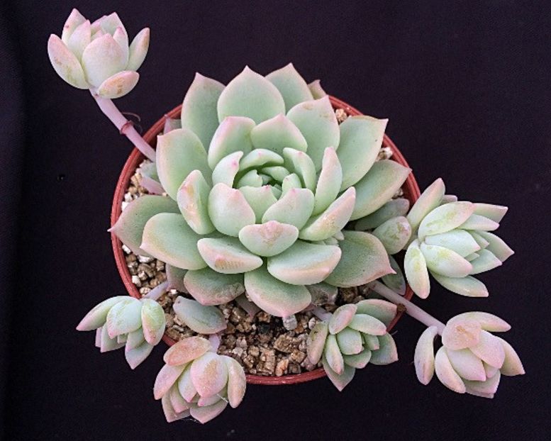 Echeveria prolifica - Ecveria