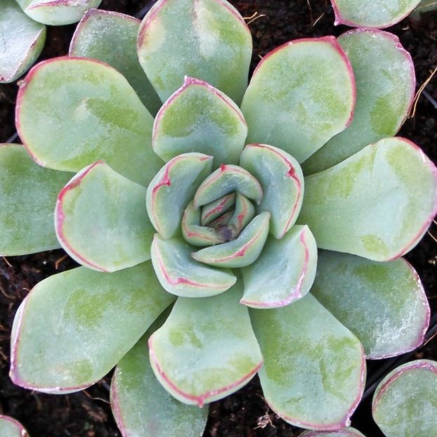 Echeveria pulidonis - Ecveria